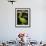 King Pelican Brand Lettuce-null-Framed Giclee Print displayed on a wall