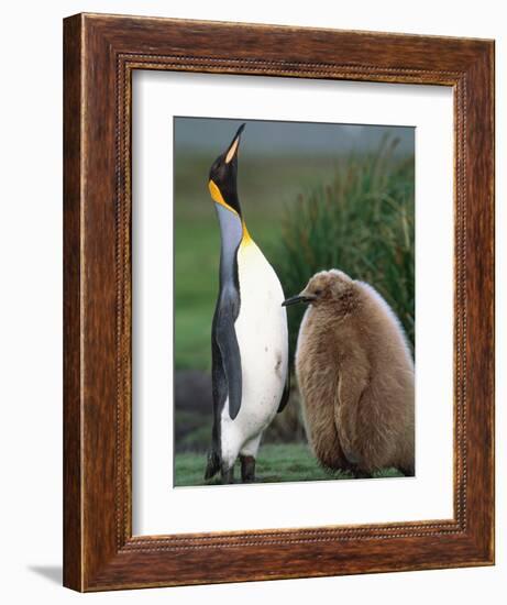 King Penguin Adult and Chick-Kevin Schafer-Framed Premium Photographic Print