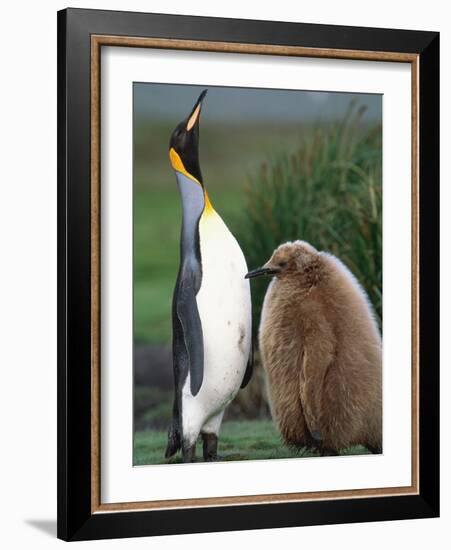 King Penguin Adult and Chick-Kevin Schafer-Framed Photographic Print