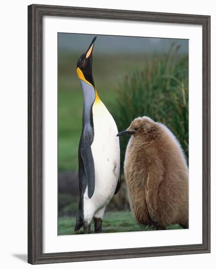 King Penguin Adult and Chick-Kevin Schafer-Framed Photographic Print