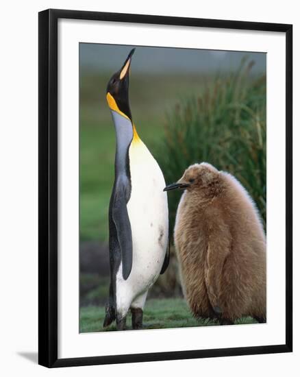 King Penguin Adult and Chick-Kevin Schafer-Framed Photographic Print