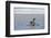 King penguin, Aptenodytes patagonica, coming ashore.-Sergio Pitamitz-Framed Photographic Print