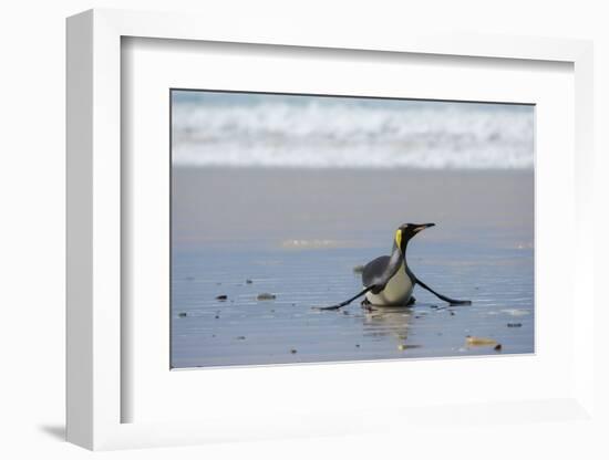 King penguin, Aptenodytes patagonica, coming ashore.-Sergio Pitamitz-Framed Photographic Print