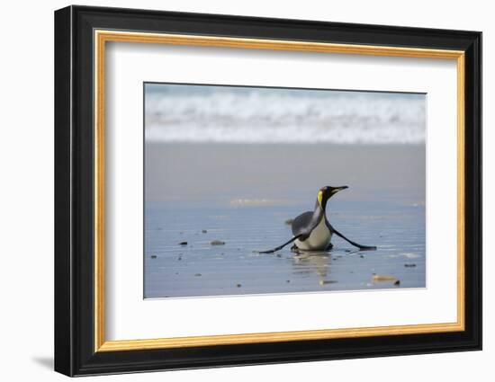 King penguin, Aptenodytes patagonica, coming ashore.-Sergio Pitamitz-Framed Photographic Print