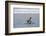 King penguin, Aptenodytes patagonica, coming ashore.-Sergio Pitamitz-Framed Photographic Print