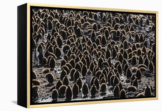 King Penguin (Aptenodytes Patagonicus) Adults with Chicks at St. Andrews Bay, South Georgia-Michael Nolan-Framed Premier Image Canvas