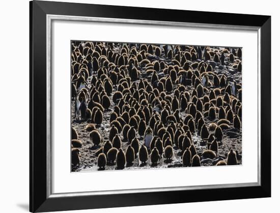 King Penguin (Aptenodytes Patagonicus) Adults with Chicks at St. Andrews Bay, South Georgia-Michael Nolan-Framed Photographic Print