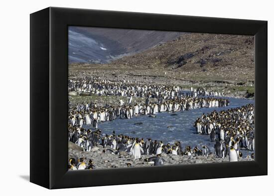 King Penguin (Aptenodytes Patagonicus) Breeding Colony at St. Andrews Bay, South Georgia-Michael Nolan-Framed Premier Image Canvas