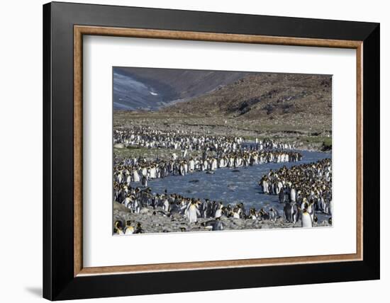 King Penguin (Aptenodytes Patagonicus) Breeding Colony at St. Andrews Bay, South Georgia-Michael Nolan-Framed Photographic Print