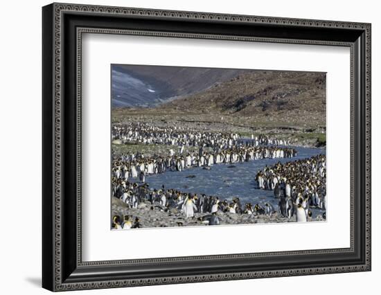 King Penguin (Aptenodytes Patagonicus) Breeding Colony at St. Andrews Bay, South Georgia-Michael Nolan-Framed Photographic Print