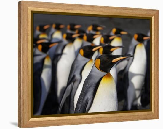 King penguin (Aptenodytes patagonicus) colony. Right Whale Bay, South Georgia-Tony Heald-Framed Premier Image Canvas