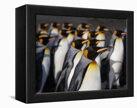 King penguin (Aptenodytes patagonicus) colony. Right Whale Bay, South Georgia-Tony Heald-Framed Premier Image Canvas