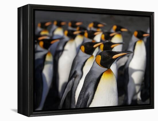 King penguin (Aptenodytes patagonicus) colony. Right Whale Bay, South Georgia-Tony Heald-Framed Premier Image Canvas