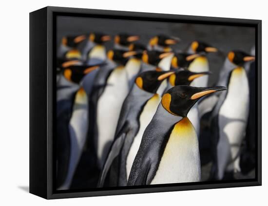 King penguin (Aptenodytes patagonicus) colony. Right Whale Bay, South Georgia-Tony Heald-Framed Premier Image Canvas