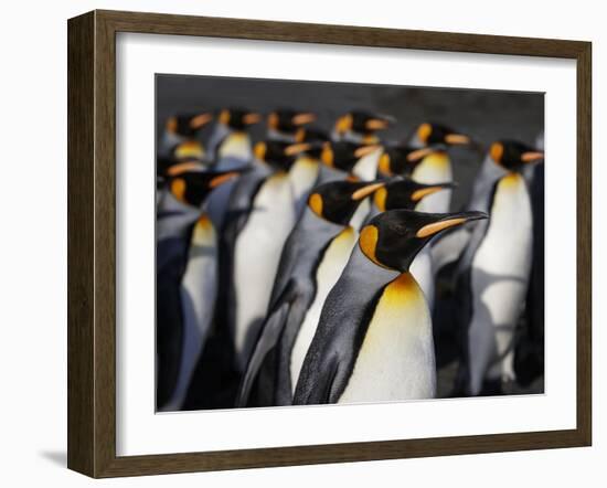 King penguin (Aptenodytes patagonicus) colony. Right Whale Bay, South Georgia-Tony Heald-Framed Photographic Print