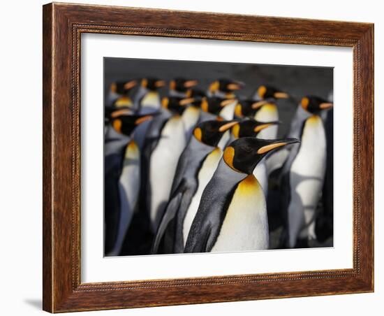 King penguin (Aptenodytes patagonicus) colony. Right Whale Bay, South Georgia-Tony Heald-Framed Photographic Print