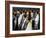 King penguin (Aptenodytes patagonicus) colony. Right Whale Bay, South Georgia-Tony Heald-Framed Photographic Print