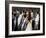 King penguin (Aptenodytes patagonicus) colony. Right Whale Bay, South Georgia-Tony Heald-Framed Photographic Print