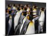 King penguin (Aptenodytes patagonicus) colony. Right Whale Bay, South Georgia-Tony Heald-Mounted Photographic Print