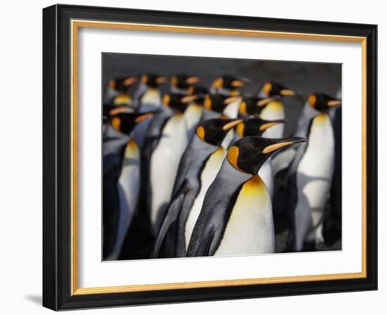 King penguin (Aptenodytes patagonicus) colony. Right Whale Bay, South Georgia-Tony Heald-Framed Photographic Print