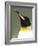 King Penguin (Aptenodytes Patagonicus), Gold Harbour, South Georgia, Antarctic, Polar Regions-null-Framed Photographic Print