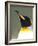 King Penguin (Aptenodytes Patagonicus), Gold Harbour, South Georgia, Antarctic, Polar Regions-null-Framed Photographic Print