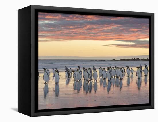King Penguin (Aptenodytes patagonicus) on the Falkland Islands in the South Atlantic.-Martin Zwick-Framed Premier Image Canvas