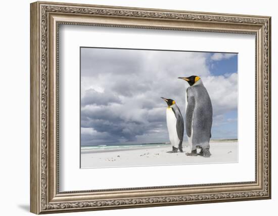 King Penguin (Aptenodytes patagonicus) on the Falkland Islands in the South Atlantic.-Martin Zwick-Framed Photographic Print