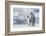 King Penguin (Aptenodytes patagonicus) on the Falkland Islands in the South Atlantic.-Martin Zwick-Framed Photographic Print
