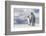 King Penguin (Aptenodytes patagonicus) on the Falkland Islands in the South Atlantic.-Martin Zwick-Framed Photographic Print