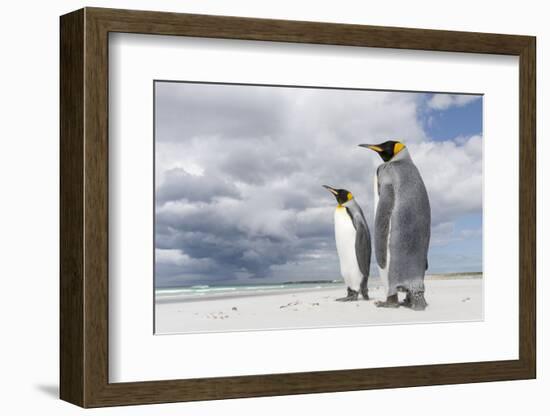 King Penguin (Aptenodytes patagonicus) on the Falkland Islands in the South Atlantic.-Martin Zwick-Framed Photographic Print