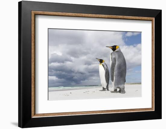 King Penguin (Aptenodytes patagonicus) on the Falkland Islands in the South Atlantic.-Martin Zwick-Framed Photographic Print