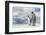 King Penguin (Aptenodytes patagonicus) on the Falkland Islands in the South Atlantic.-Martin Zwick-Framed Photographic Print