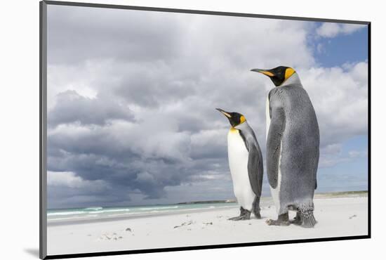 King Penguin (Aptenodytes patagonicus) on the Falkland Islands in the South Atlantic.-Martin Zwick-Mounted Photographic Print