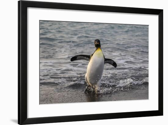 King Penguin (Aptenodytes Patagonicus) Returning from the Sea at Gold Harbour, Polar Regions-Michael Nolan-Framed Photographic Print