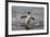 King Penguin (Aptenodytes Patagonicus) Returning from the Sea at Gold Harbour, Polar Regions-Michael Nolan-Framed Photographic Print