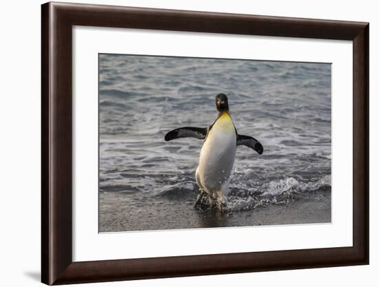 King Penguin (Aptenodytes Patagonicus) Returning from the Sea at Gold Harbour, Polar Regions-Michael Nolan-Framed Photographic Print