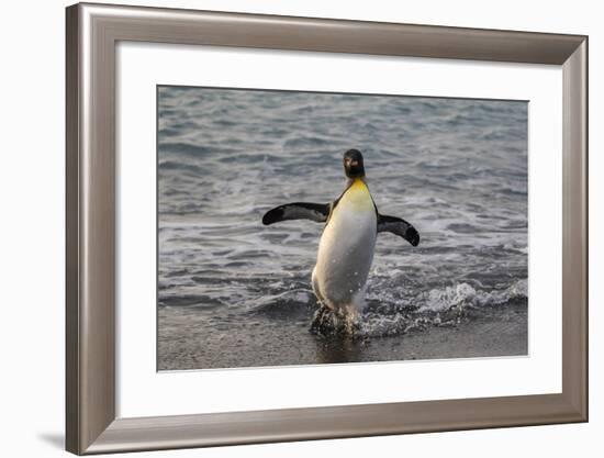 King Penguin (Aptenodytes Patagonicus) Returning from the Sea at Gold Harbour, Polar Regions-Michael Nolan-Framed Photographic Print