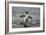 King Penguin (Aptenodytes Patagonicus) Returning from the Sea at Gold Harbour, Polar Regions-Michael Nolan-Framed Photographic Print