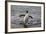 King Penguin (Aptenodytes Patagonicus) Returning from the Sea at Gold Harbour, Polar Regions-Michael Nolan-Framed Photographic Print