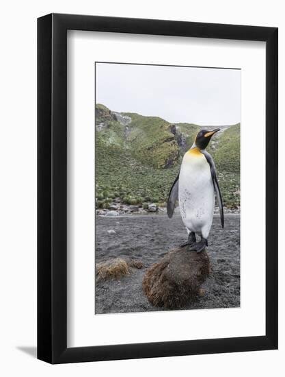 King Penguin (Aptenodytes Patagonicus), South Georgia, Polar Regions-Michael Nolan-Framed Photographic Print