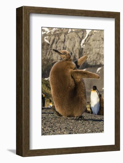 King Penguin Chick (Aptenodytes Patagonicus), Ecstatic Display in Gold Harbor, South Georgia-Michael Nolan-Framed Photographic Print