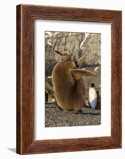 King Penguin Chick (Aptenodytes Patagonicus), Ecstatic Display in Gold Harbor, South Georgia-Michael Nolan-Framed Photographic Print