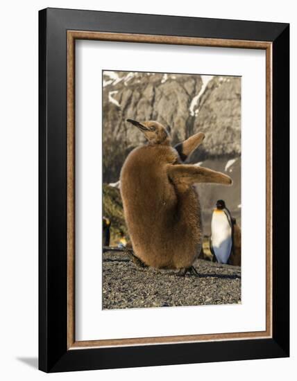 King Penguin Chick (Aptenodytes Patagonicus), Ecstatic Display in Gold Harbor, South Georgia-Michael Nolan-Framed Photographic Print