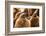 King penguin chicks in creche, St Andrews Bay, South Georgia-Mark MacEwen-Framed Photographic Print