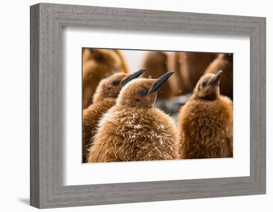 King penguin chicks in creche, St Andrews Bay, South Georgia-Mark MacEwen-Framed Photographic Print