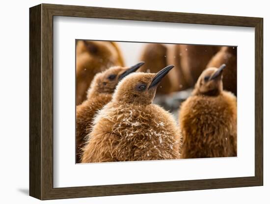 King penguin chicks in creche, St Andrews Bay, South Georgia-Mark MacEwen-Framed Photographic Print