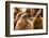 King penguin chicks in creche, St Andrews Bay, South Georgia-Mark MacEwen-Framed Photographic Print