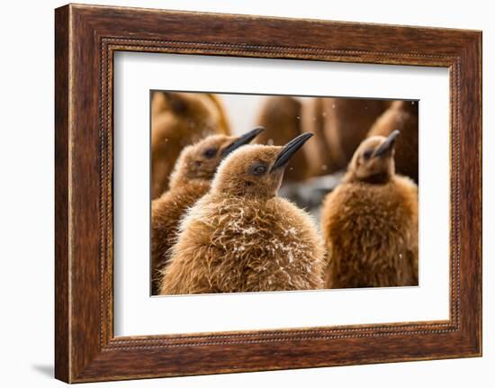 King penguin chicks in creche, St Andrews Bay, South Georgia-Mark MacEwen-Framed Photographic Print