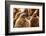 King penguin chicks in creche, St Andrews Bay, South Georgia-Mark MacEwen-Framed Photographic Print